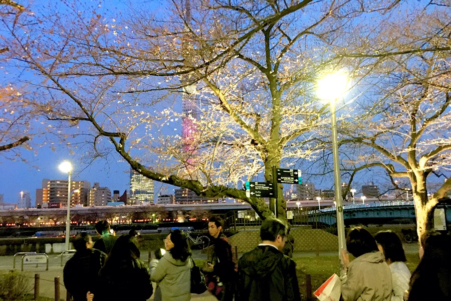 隅田公園桜まつり_2
