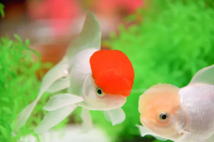 お正月演出の冬のアートアクアリウム「金魚詣（きんぎょもうで）」_2