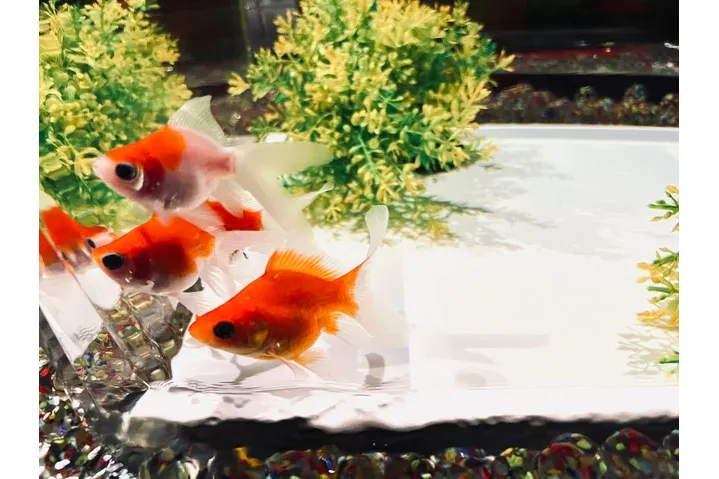 お正月演出の冬のアートアクアリウム「金魚詣（きんぎょもうで）」_3