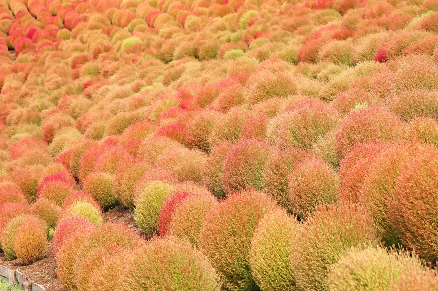 紅葉コキア【マザー牧場】_5