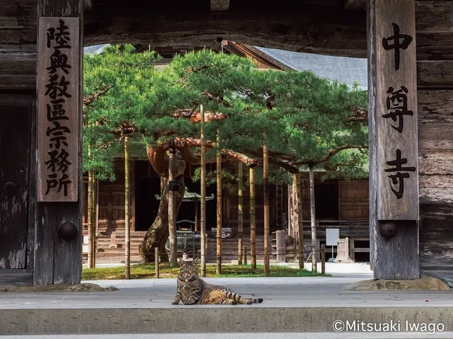岩合光昭 写真展「ご当地ねこ」