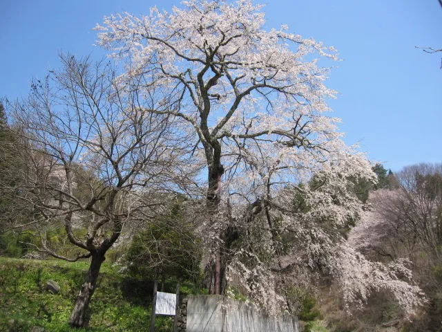 【桜・見ごろ】成就院来鳳枝垂桜