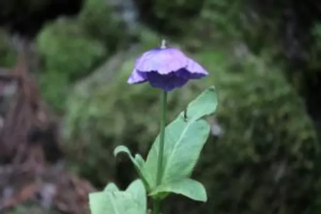 【花・見ごろ】上林森林公園　ヒマラヤの青いケシ_1