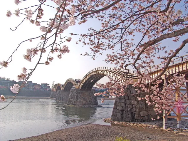 【桜・見ごろ】錦帯橋