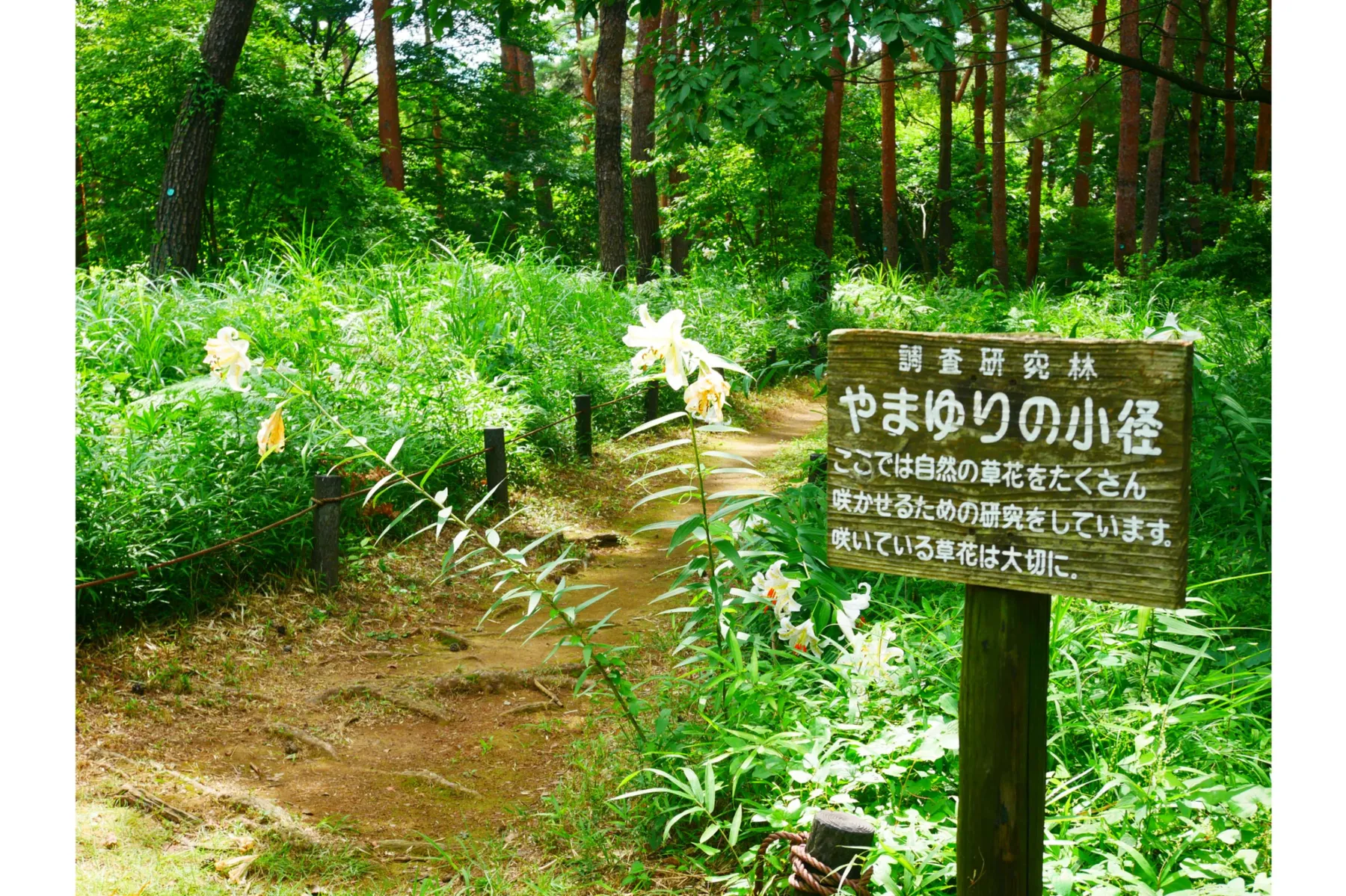 ヤマユリ・ヒマワリ・コリウスの見頃【国営武蔵丘陵森林公園】_3