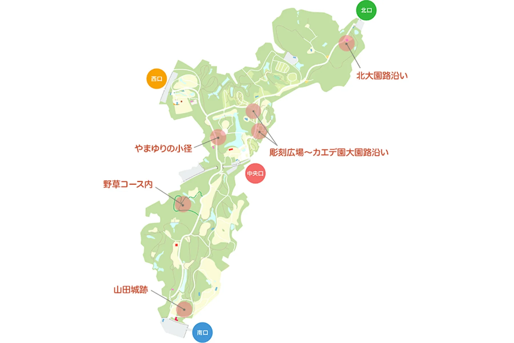 ヤマユリ・ヒマワリ・コリウスの見頃【国営武蔵丘陵森林公園】_7