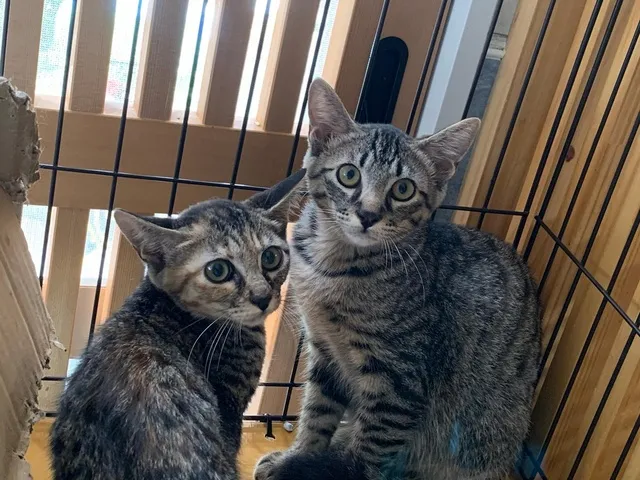 猫の譲渡会in花の文化園（12月）