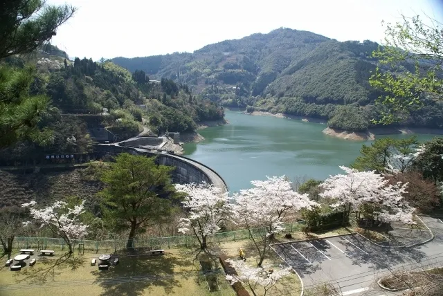 【桜・見ごろ】女神像公園_1