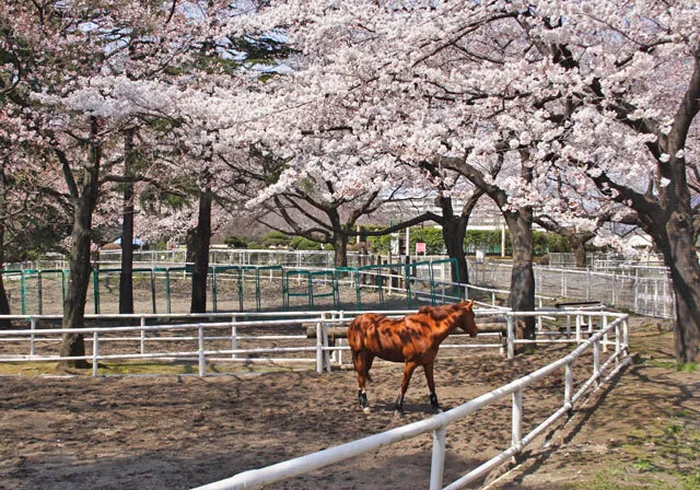 【桜・見ごろ】JRA馬事公苑_1