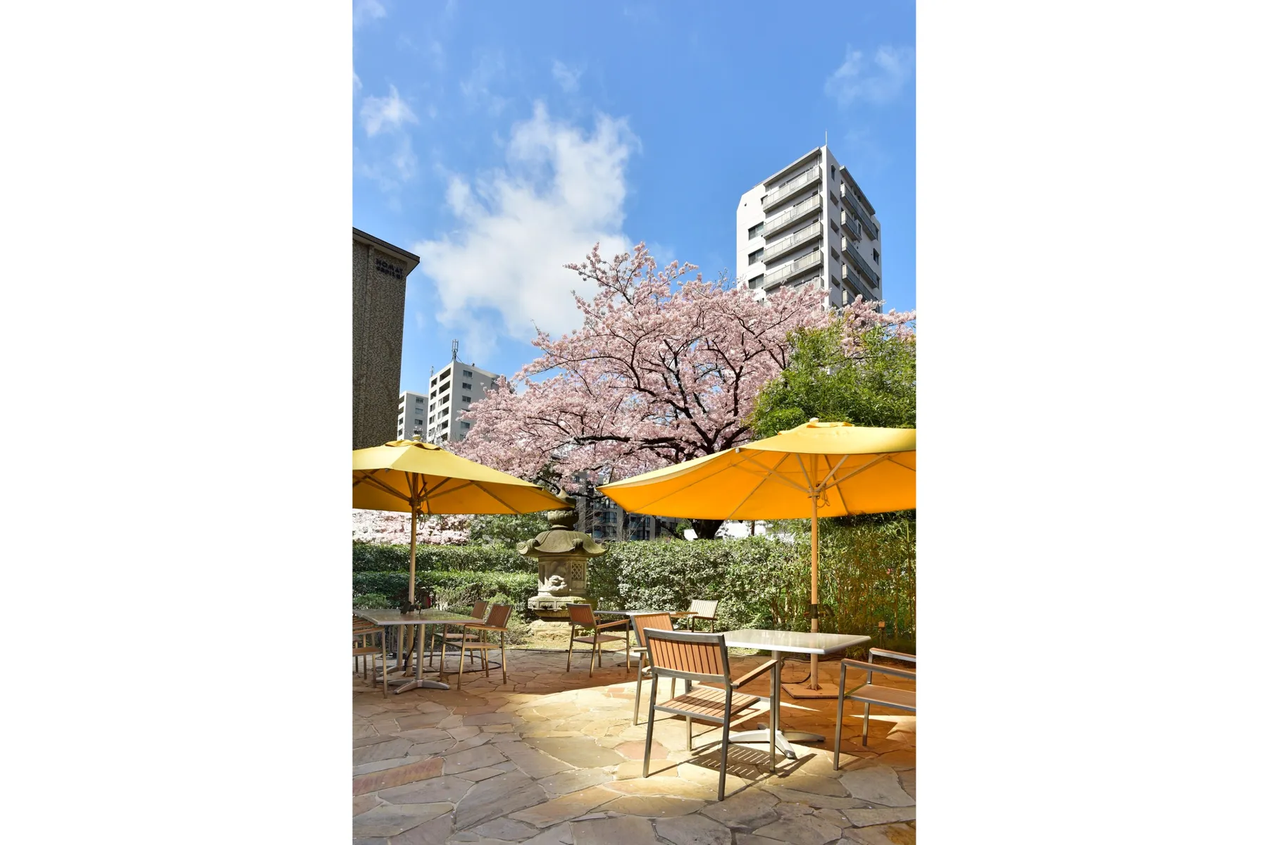 SAKURA コース【カフェ カリフォルニア】_6
