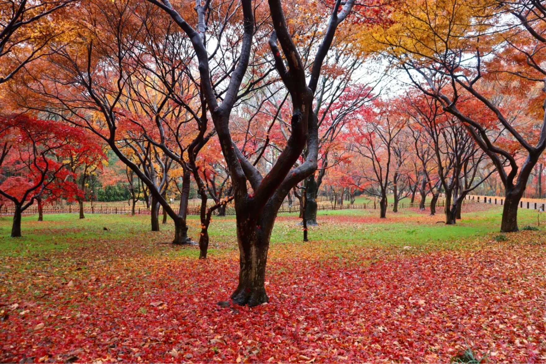 神代植物公園の紅葉情報_1