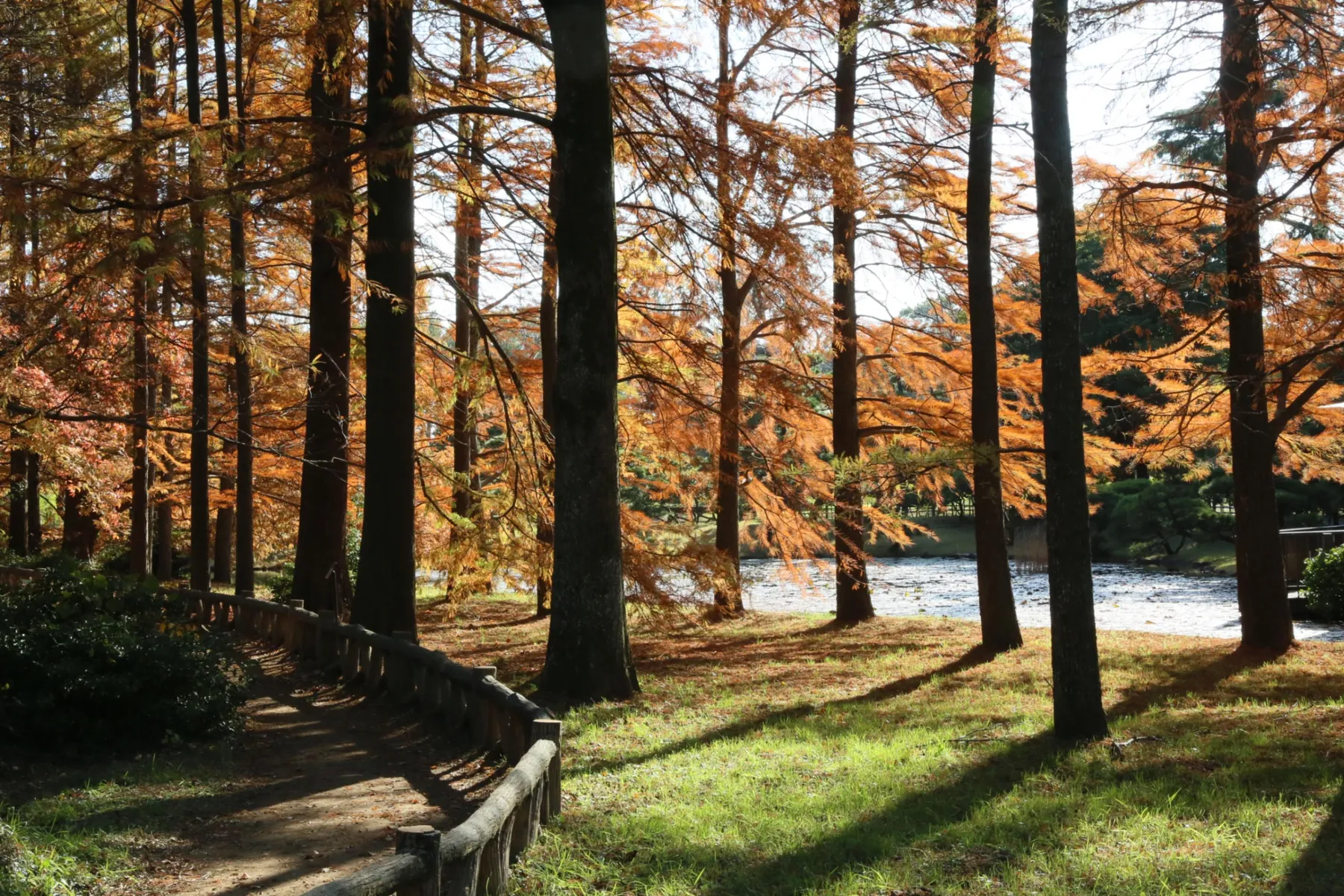 神代植物公園の紅葉情報_2