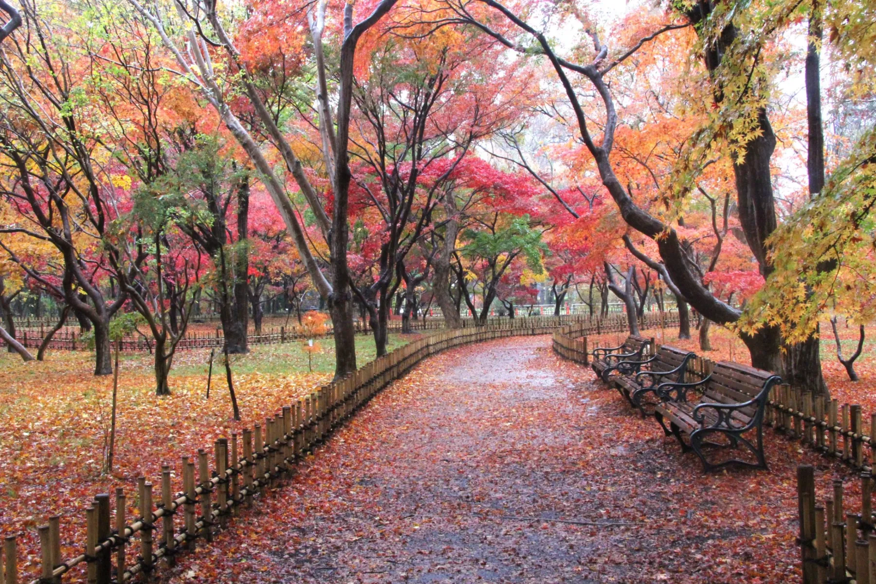 神代植物公園の紅葉情報_3