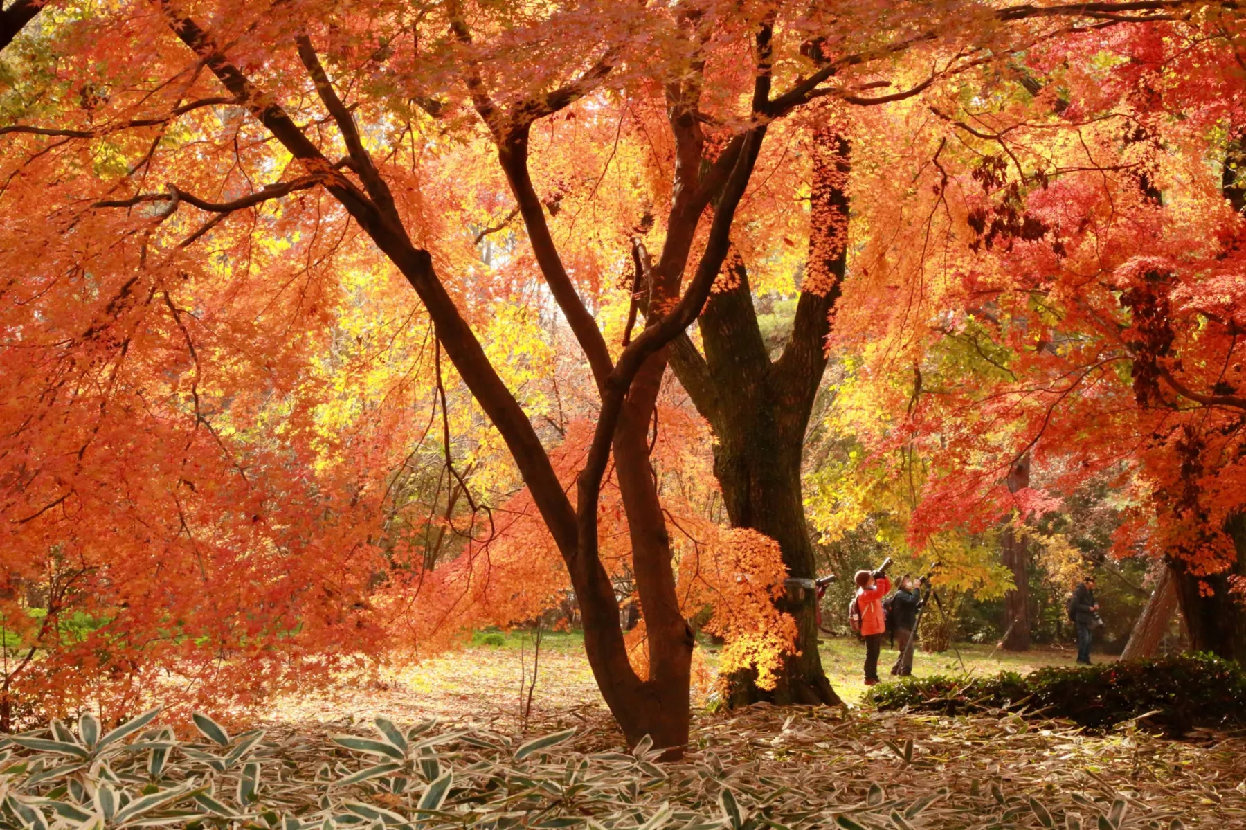 神代植物公園の紅葉情報_4