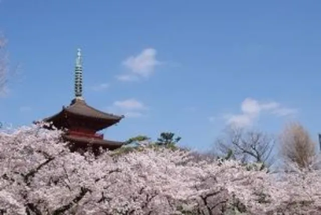 【桜・見ごろ】中山法華経寺_1