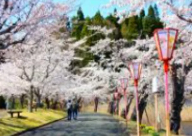 【桜・見ごろ】下田公園