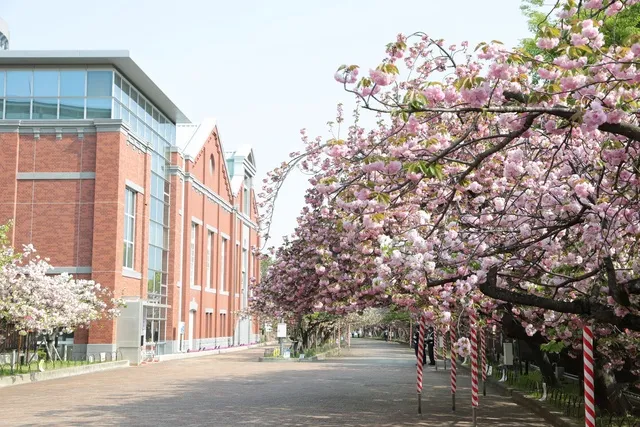 造幣局　桜の通り抜け