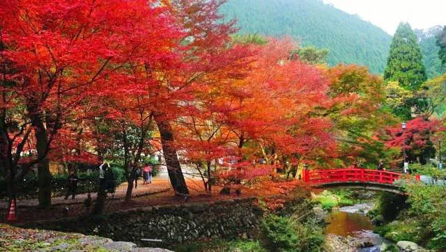 【紅葉・見ごろ】大寧寺