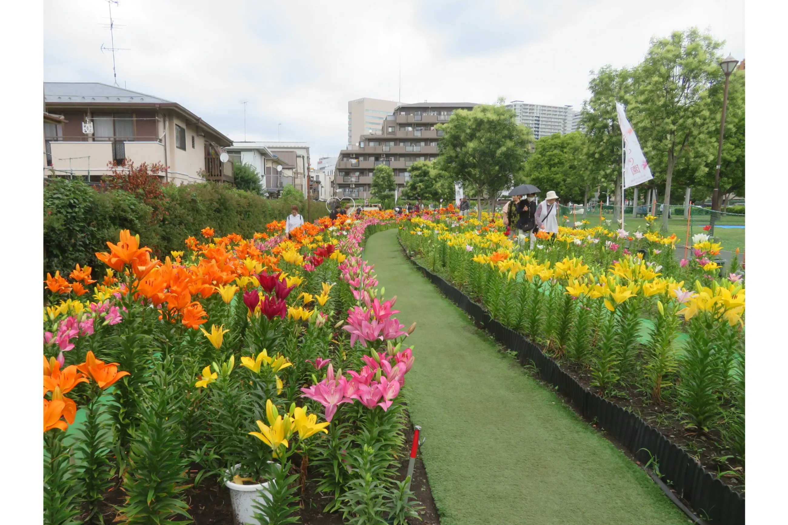 【中古】 ゆりさんの花物語 ゆり鑑賞ラブウィーク2026