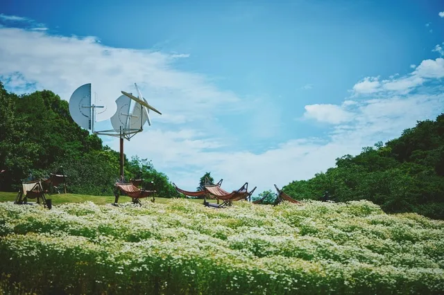 【花・見ごろ】神戸布引ハーブ園／ロープウェイ　カモミール_1