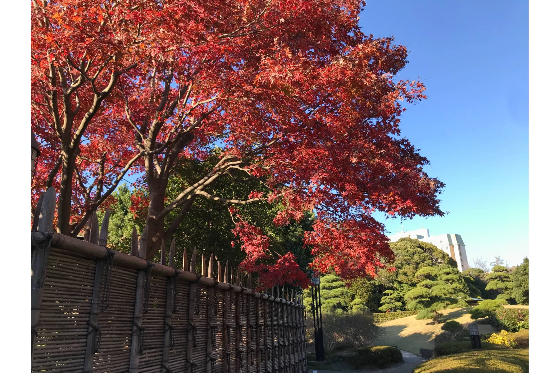 見浜園の紅葉情報_1