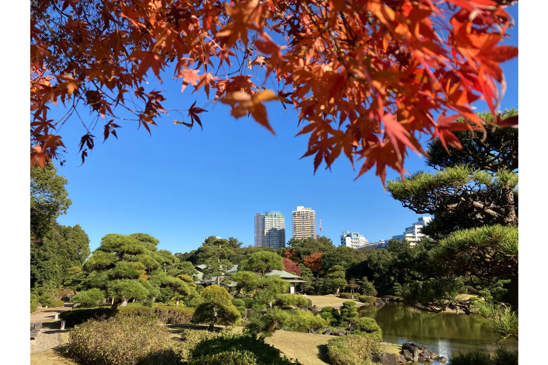 見浜園の紅葉情報_2