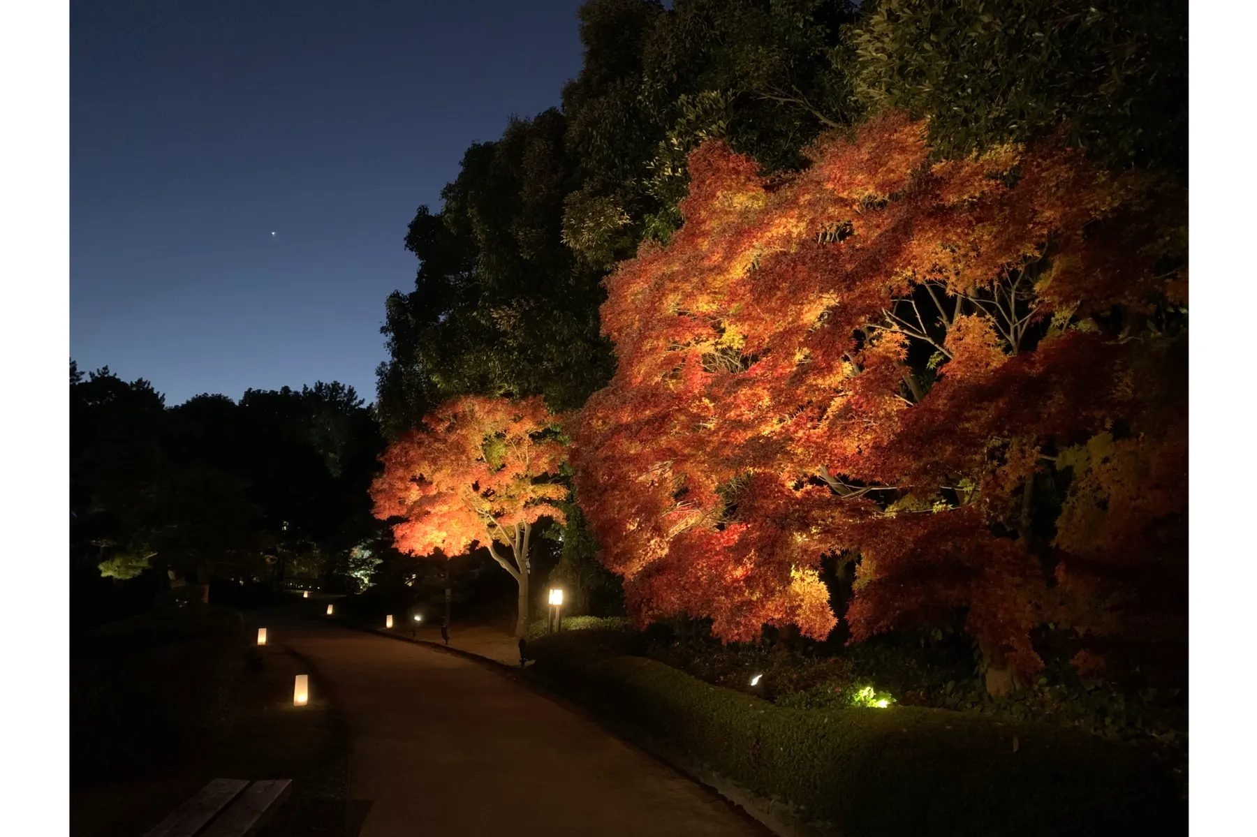 見浜園の紅葉情報_3
