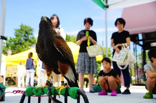 タカとフクロウによるフライトショー
