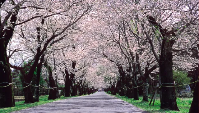 【桜・見ごろ】母智丘公園_1