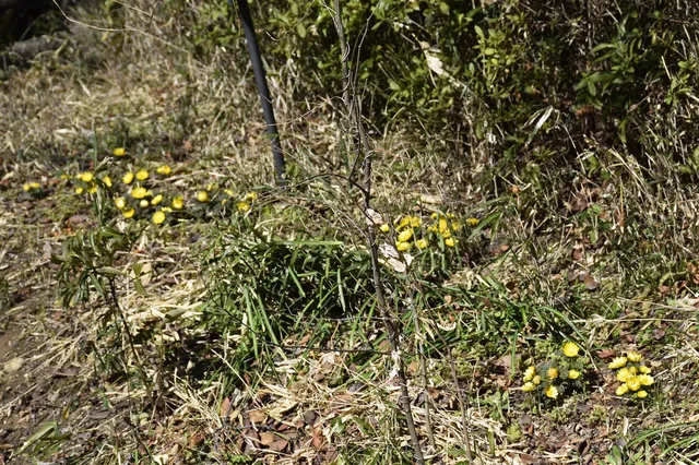 【花・見ごろ】実篤公園　福寿草