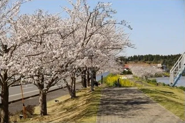【桜・見ごろ】あじさい遊歩道のソメイヨシノ_1
