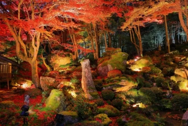 教林坊　紅葉ライトアップ2026