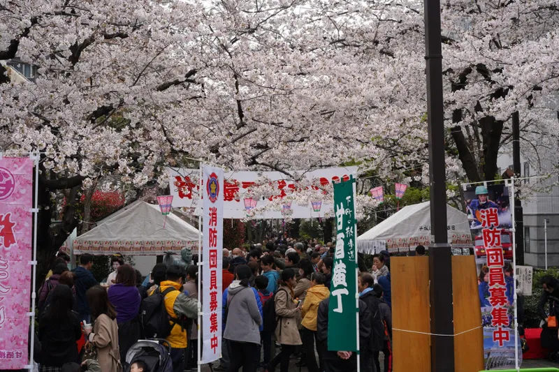 甘酒横丁 桜まつり_6