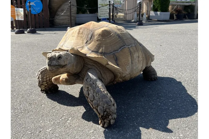 ふれあい動物園_3