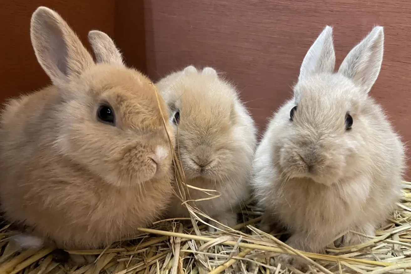ふれあい動物園_3