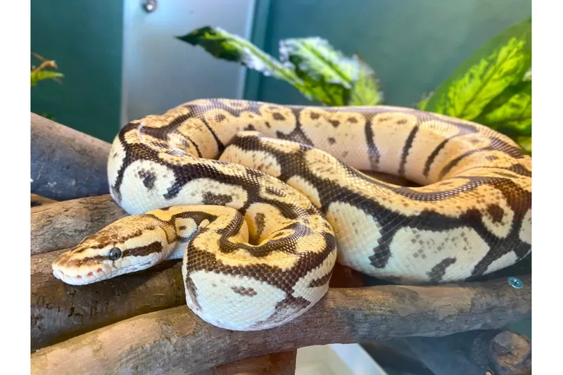 ふれあい動物園_4