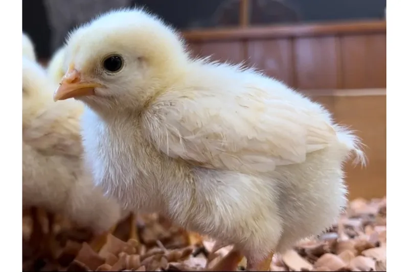 ふれあい動物園_5