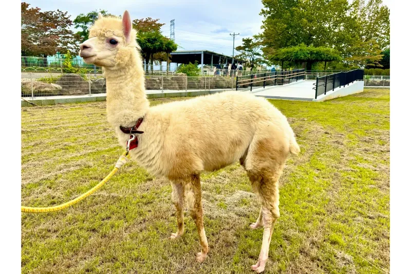 ふれあい動物園_6