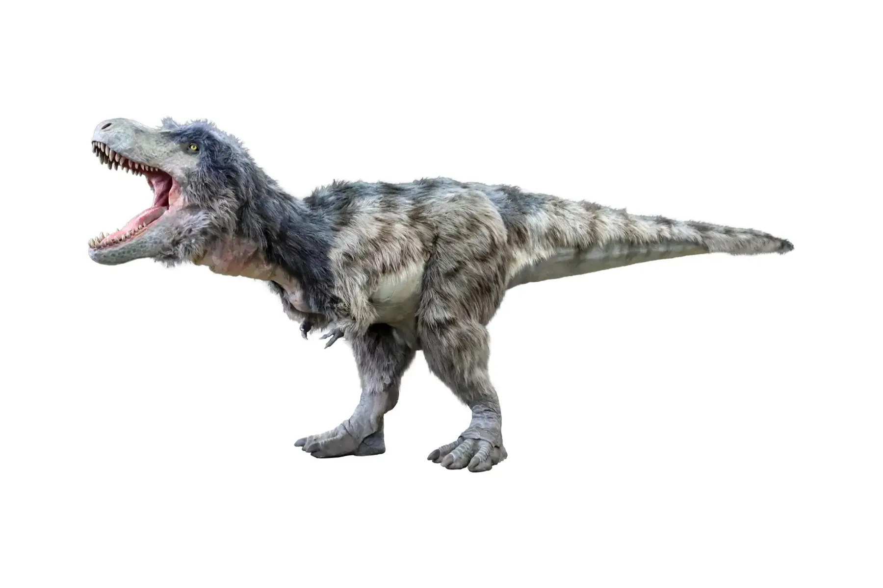 DINO SAFARI 2025_1