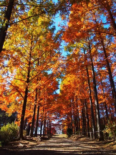 【紅葉・見ごろ】めい想の森