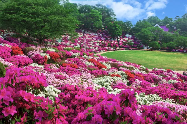 【花・見ごろ】西山公園のつつじ