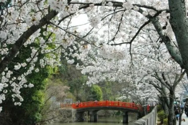 【桜・見ごろ】武田神社