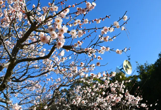 万博記念公園 梅まつり
