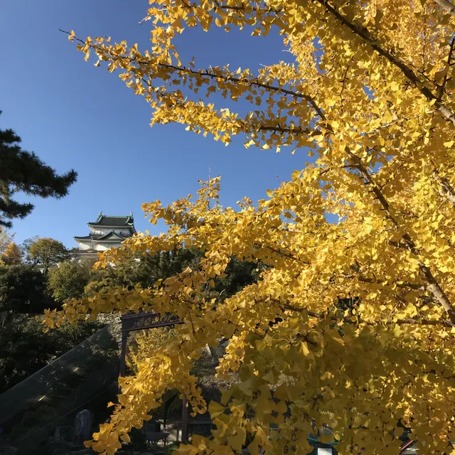 【紅葉・見ごろ】和歌山城