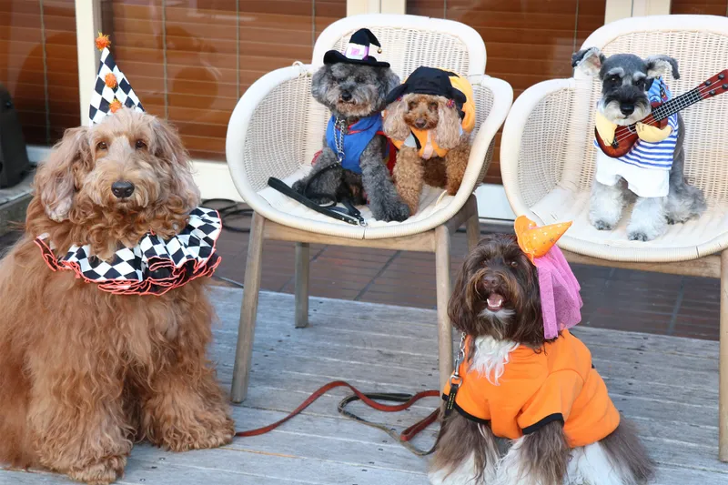 愛犬たちもいつもとは違う姿に変身？！