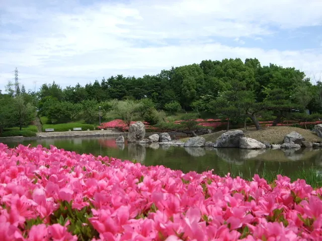 【花・見ごろ】びわこ文化公園のサツキ_1