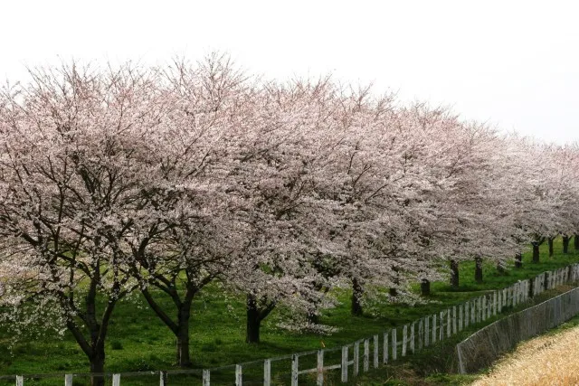 【桜・見ごろ】水沢競馬場