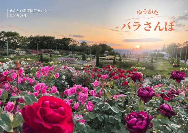 ゆうがたバラさんぽ