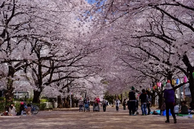 ふじみ野市観光協会桜まつり