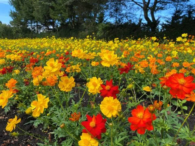 黄花コスモス2025